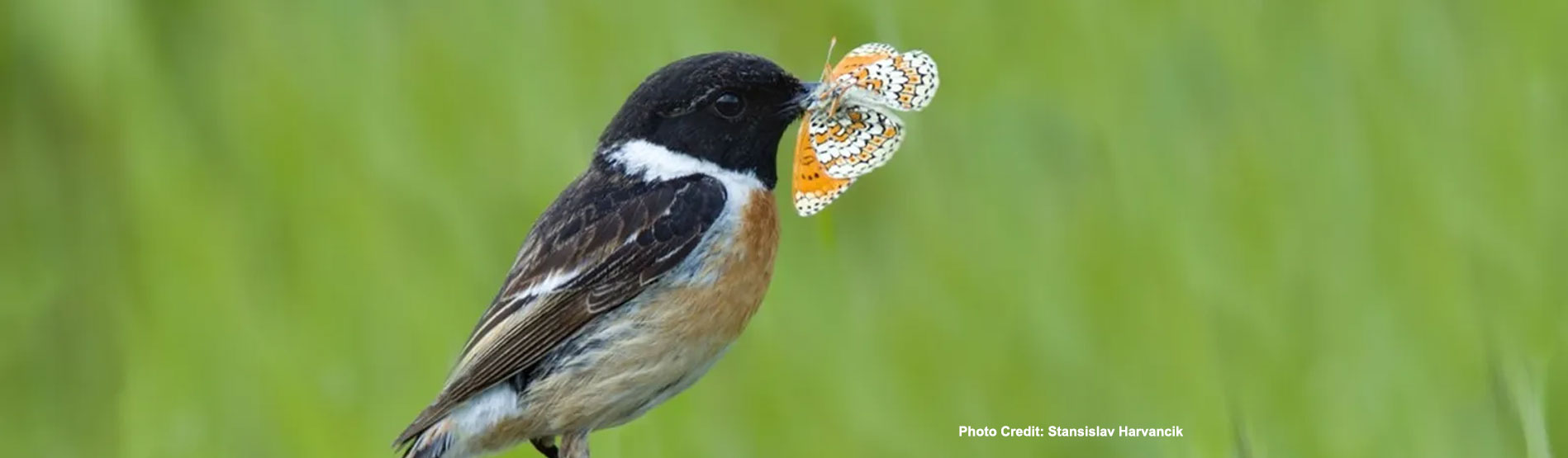 A bird holding a butterfly in its mouth. Photo credit: Stansislav Harvancik.
