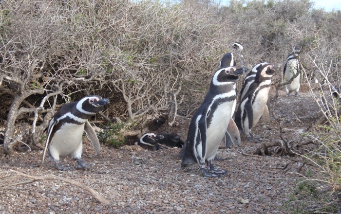 Magellanic penguins in their breeding colony