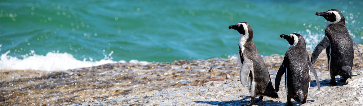 An image of some penguins by the sea by Michael Bußmann from Pixabay.