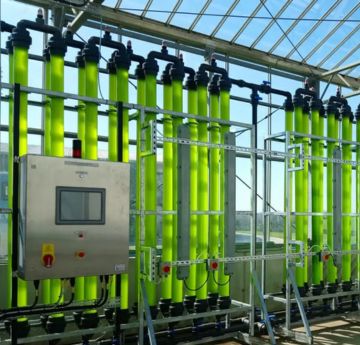 Microalgae