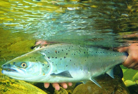 Salmon image courtesy of NRW 