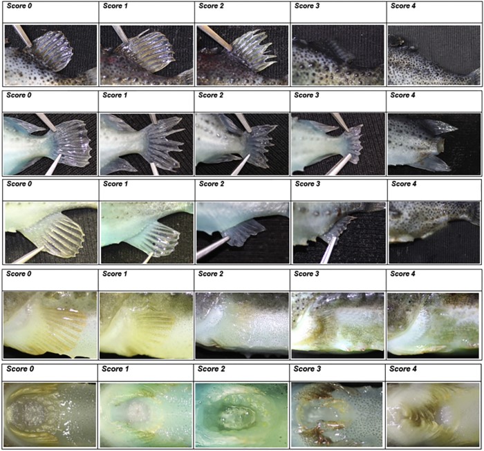 Lumpfish welfare score index