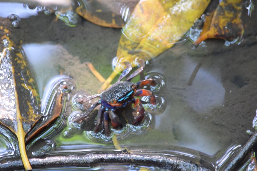 Crab spotted in Borneo