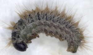 Pine Processionary Moth