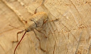 Chestnut Weevil