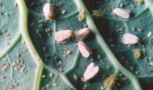 Whitefly