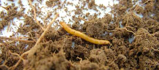 Wireworm