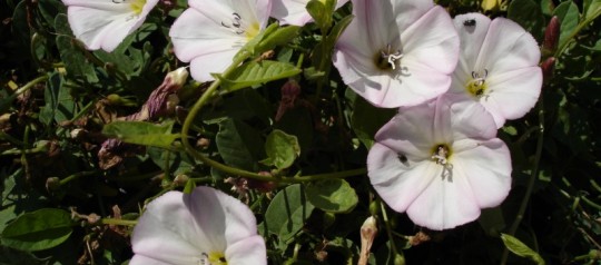 Field bindweed