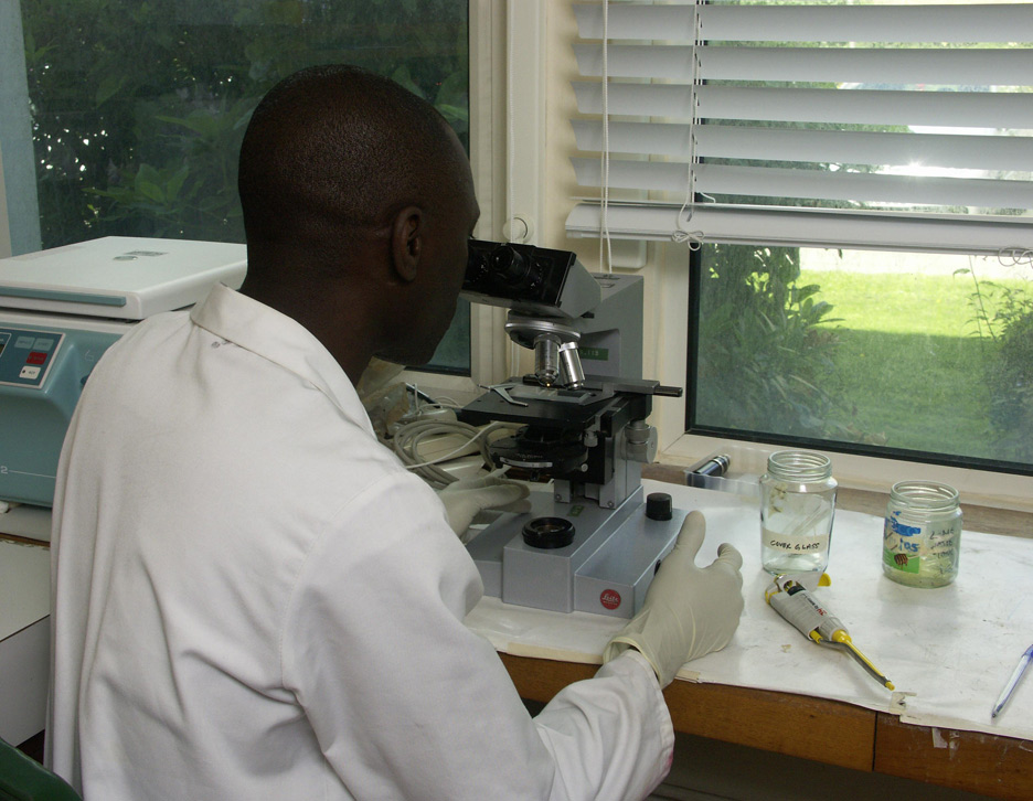 Technician looking through microscope