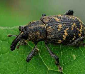 Beetle on leaf