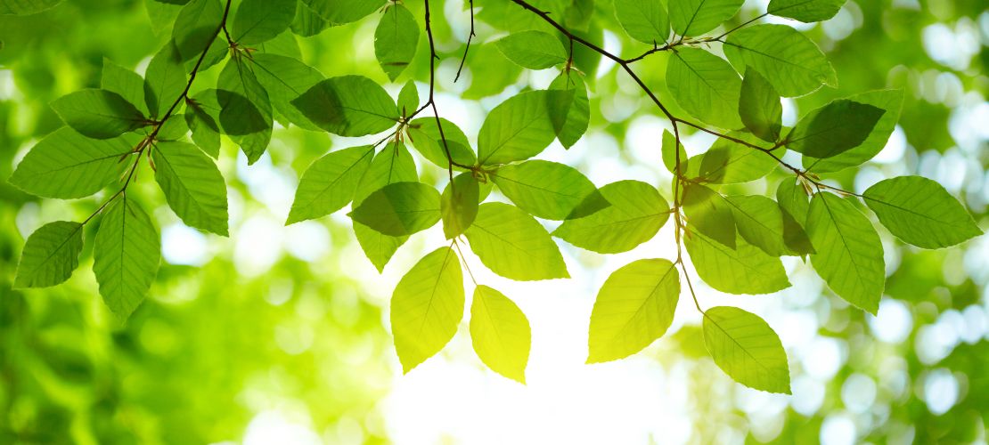 Leaves