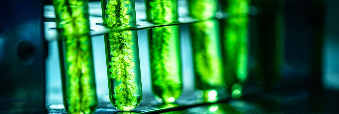 Algae