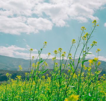 Field of flowers