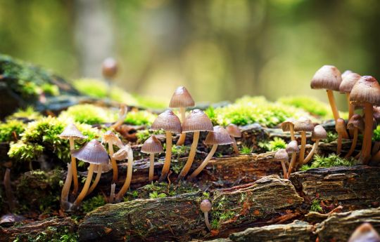 Fungi