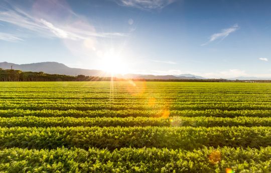 Field rows