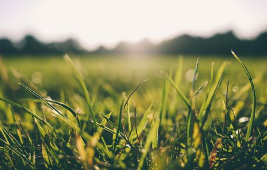 Grass