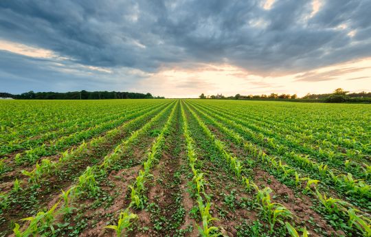 Crop Rows