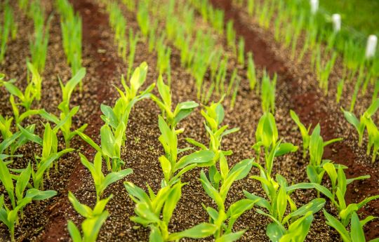 Seedlings