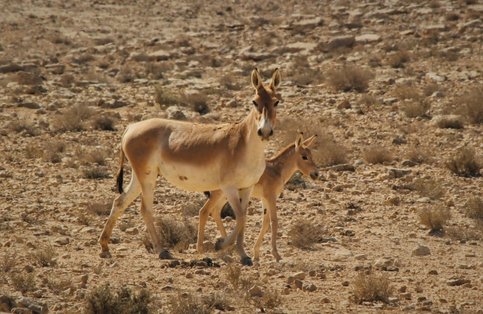 Asiatic wild ass