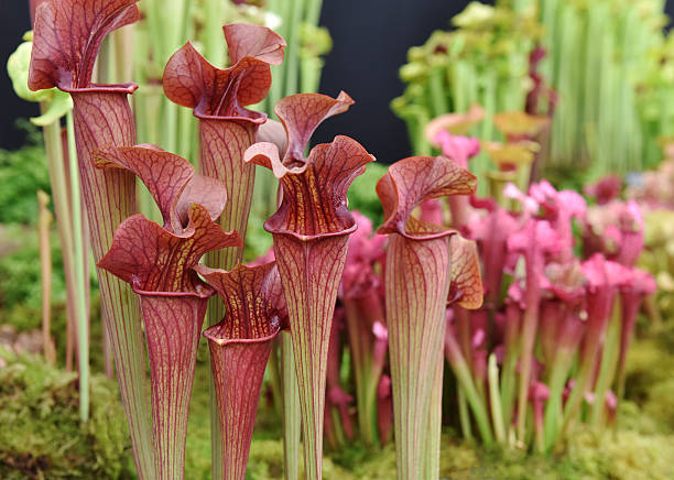 carnivorous plants