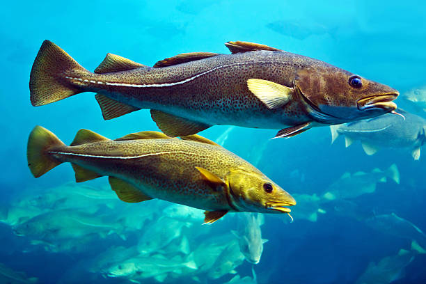 Atlantic Cod fish