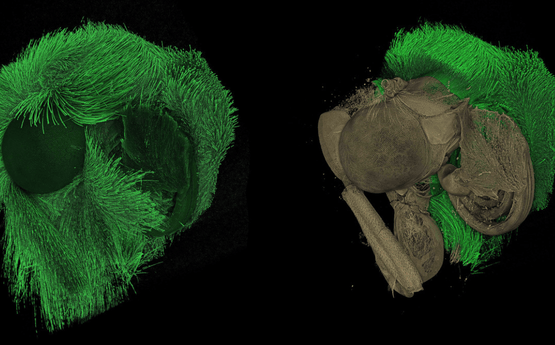 Sgan 3D microsgopig o bryfyn.