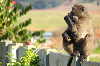 Monkey eating fruit on wall 