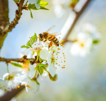 Bees