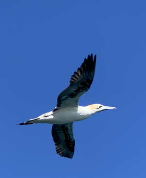 gannet