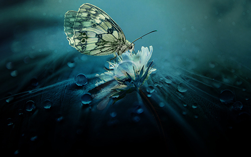 A marbled white butterfly