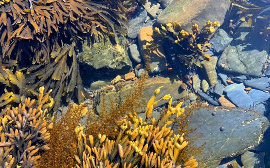 seaweed