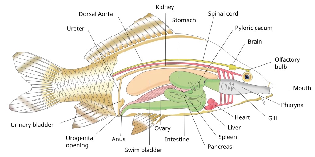 diagram pysgod