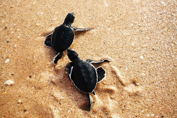 turtles on a beach