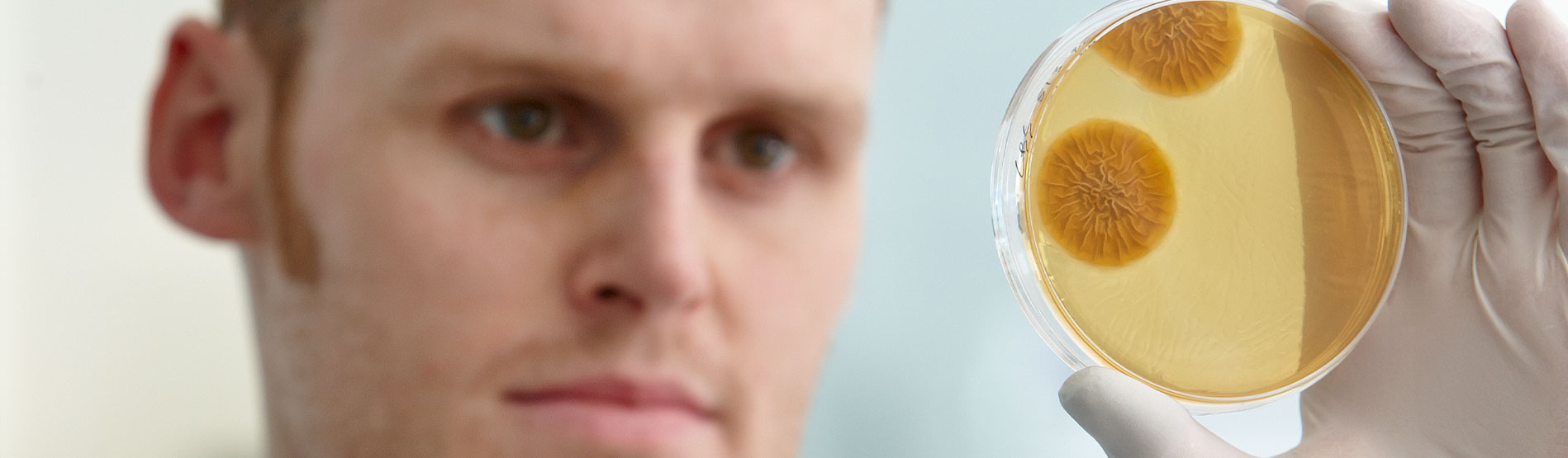 Academic looking at a petridish