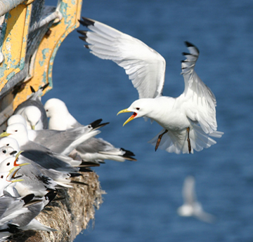 Kittiwakes courtesy of Ian Tew