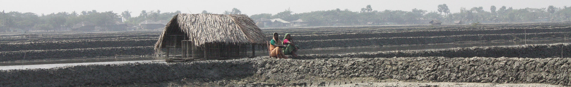 Fferm berdys yn Bangladesh