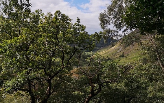 Llun yr Athro Mary Gagen o goedwig law Geltaidd Gwenffrwd-Dinas, ger Llanymddyfri. 