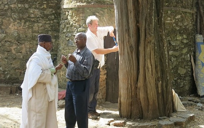 Gwnaeth Dr Iain Robertson o Adran Ddaearyddiaeth Prifysgol Abertawe, ynghyd â Dr Zewdu Eshetu o Brifysgol Addis Ababa yn Ethiopia, arwain tîm rhyngwladol a nododd sampl o goed merywen yn Ethiopia.