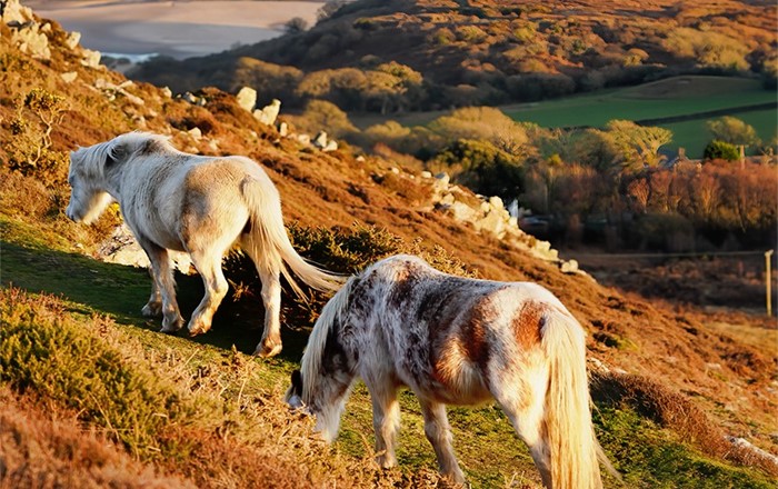 Dau ferlen yn pori ar lethr serth gyda thraeth yn y cefndir