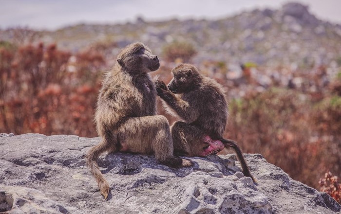 babŵn tsiacma benywaidd yn glanhau babŵn gwrywaidd ym mhenrhyn Cape, De Affrica. © Charl Steenkamp.