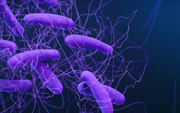 Darlun meddygol o'r bacteria Clostridioides difficile, a elwid gynt yn Clostridiwm difficile. Darlunydd Meddygol Jennifer Oosthuizen. Cydnabyddiaeth: CDC ar Unsplash.