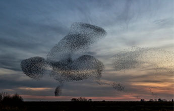 Mummering Starlings