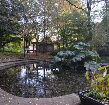 A giant green leaf within the Singleton Park Campus Botanical Garden