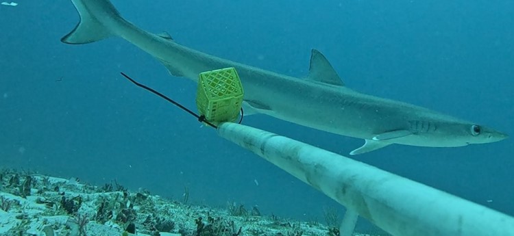 Sharks