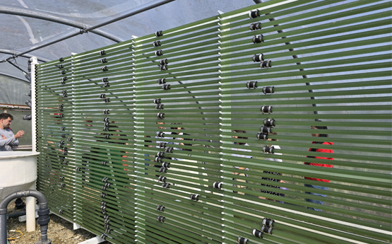 Tiwbiau gwyrdd wedi'u llenwi ag algâu