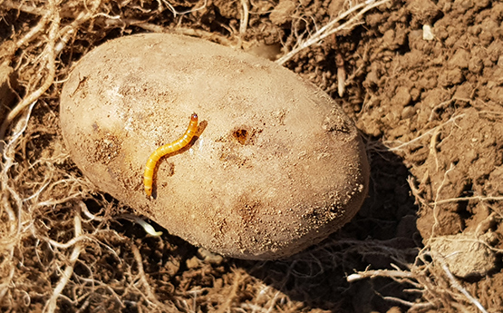 Wireworm on potatoes