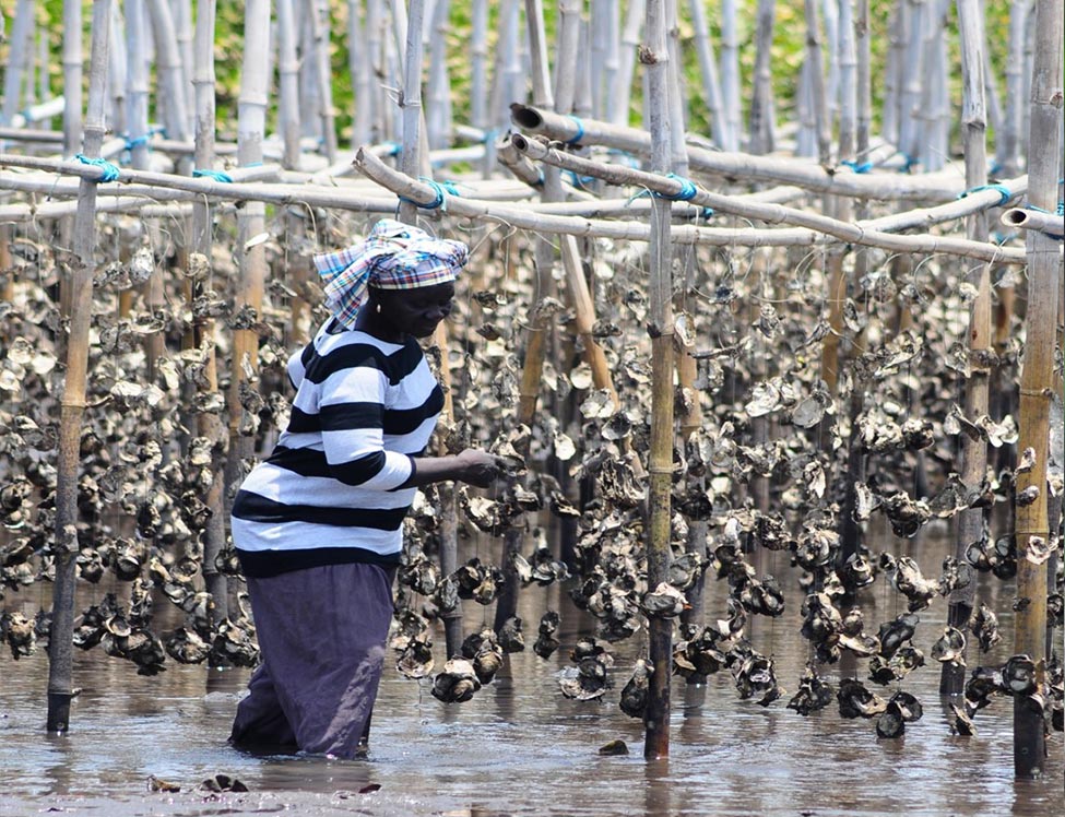 woman with mangroves