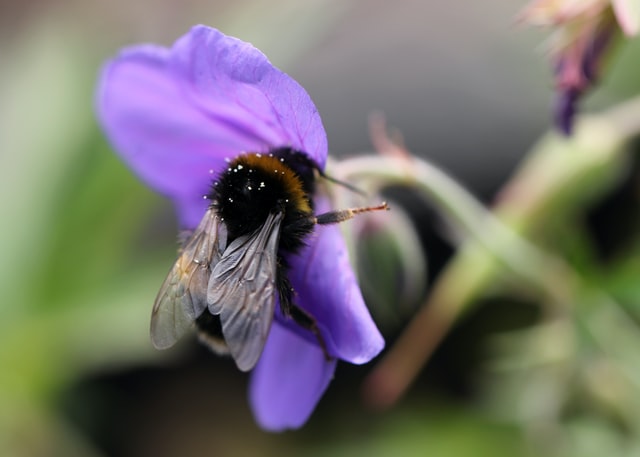 bee on a flower