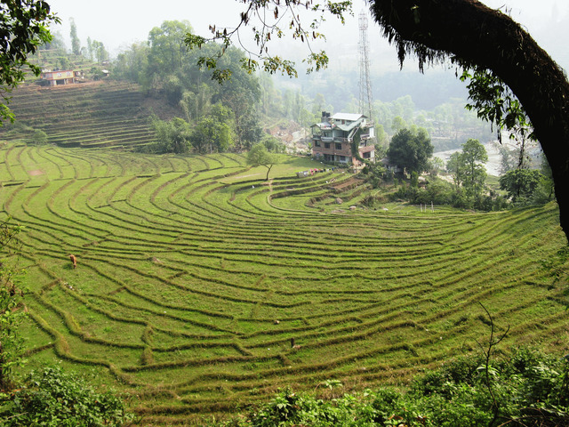 Green gardens in Thailand