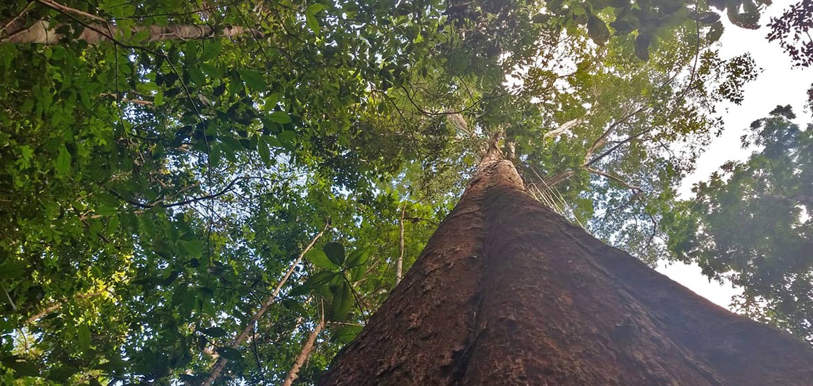 Amazonian tree